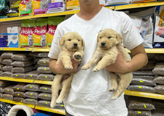 Golden Retriever Yavrularımız Evinizin Neşesi Olacaktır